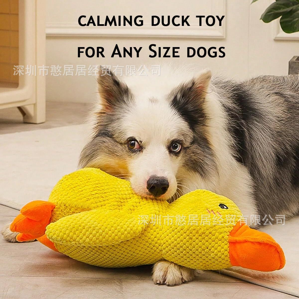 Dog Calming Duck